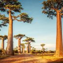 Souhaitez-vous avoir un accompagnateur pour votre voyage à Madagascar?