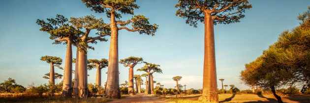 Souhaitez-vous avoir un accompagnateur pour votre voyage à Madagascar?