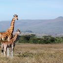 Le Kenya, une belle destination pour un voyage de dernière minute