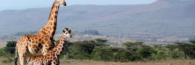 Le Kenya, une belle destination pour un voyage de dernière minute