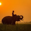 Quand faire du safari en Tanzanie ?